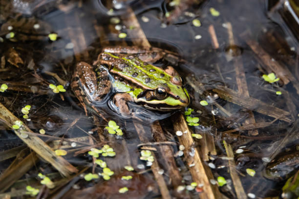 istock Water Frog Resting in Pond in Springtime 1143015480
