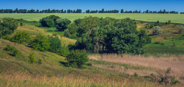 istock Fields landscape in summer sunset and sunrise 1143017102