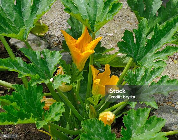 Planta De Curgete - Fotografias de stock e mais imagens de Abóbora - Abóbora, Alimentação Saudável, Amarelo