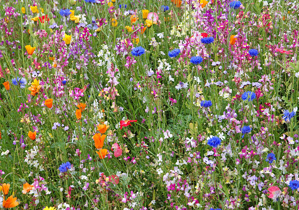 Colorful beautiful wildflowers blooming in the meadow in summer.