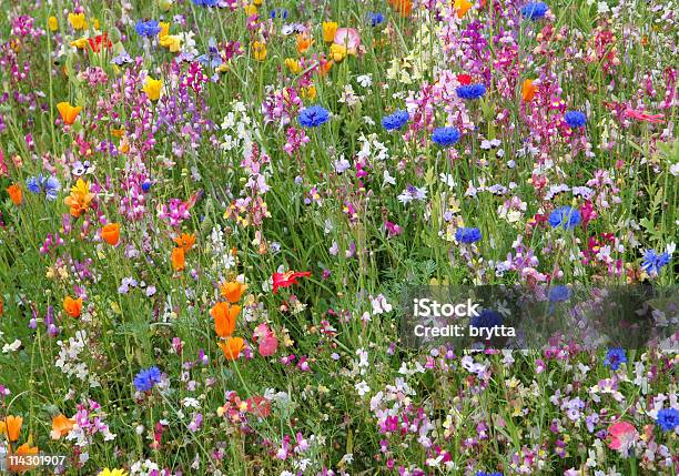 Foto de Multicolorido Flores Florescendo Na Meadow e mais fotos de stock de Prado - Prado, Flor, Colorido