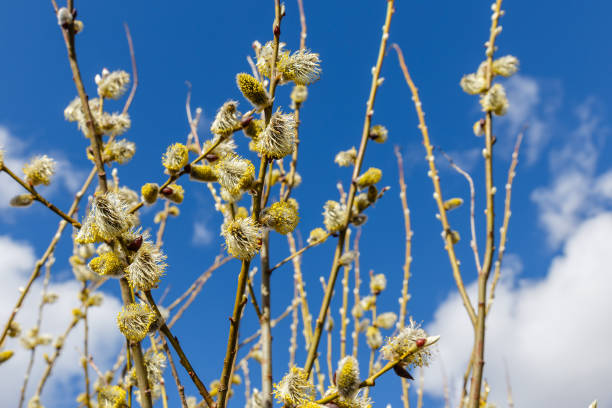 istock Pussy willow branches in spring sunny day 1143019118