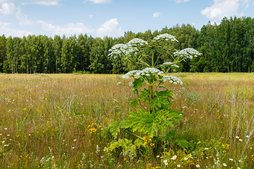 Cow parsnip blooms in summer in a meadow, Heracleum Sosnowskyi