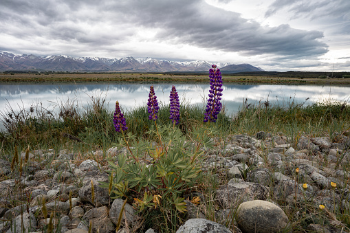 Lupins by the lake, mountains and dramatic sky