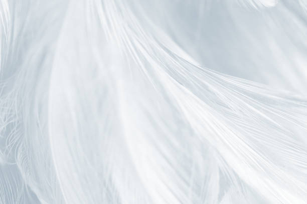 istock Bohemian boho style vintage color trends ,Chicken feather texture background 1143019569