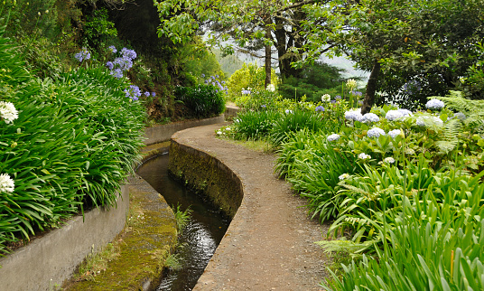 Levadas are irrigation channels on the island of Madeira Island.They supply water to the southern part of the island and provide a network of walking paths.Lots of agapanthus and hydrangea flowers are growing along the levada.