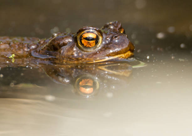 istock Amphibian frog in a pound 1143020796