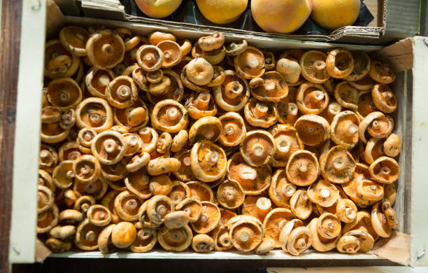 istock Brown mushroom mushrooms 1143020934