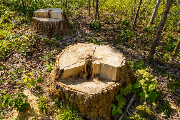 숲 속의 자작나무 그 루터 기 - axe tree cutting deforestation 뉴스 사진 이미지