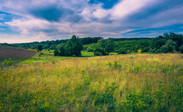 istock Fields landscape in summer sunset and sunrise 1143021681