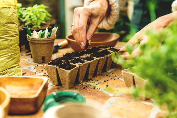 istock Planting seeds in Biodegradable pots 1143021718