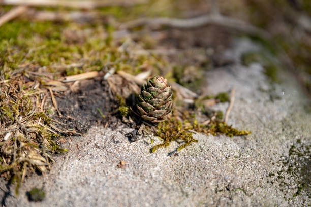 A single isolated conifer pine cone in a natural woodland environment. A solitary isolated conifer pine cone in a natural woodland environment. pine pollen cones stock pictures, royalty-free photos & images