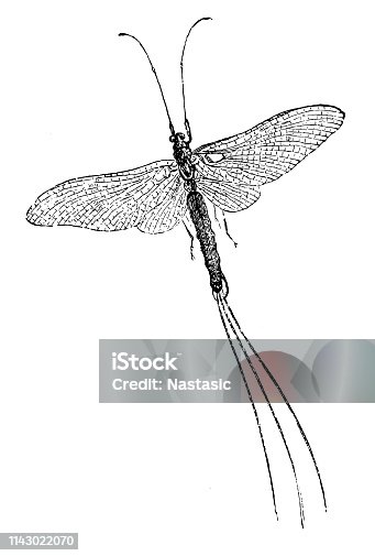 istock Ephemera vulgata is a species of mayfly in the genus Ephemera 1143022070