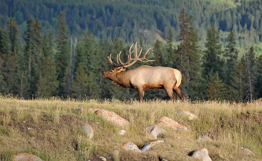 Side view of a male  elk bugling in the rutting season,Jasper National Park,Canada.