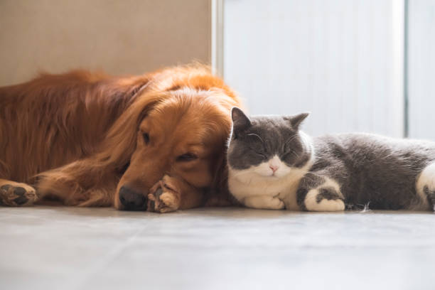 los gatos británicos de pelo corto y los perros de golden retriever se llevan amistosamente - amicably fotografías e imágenes de stock