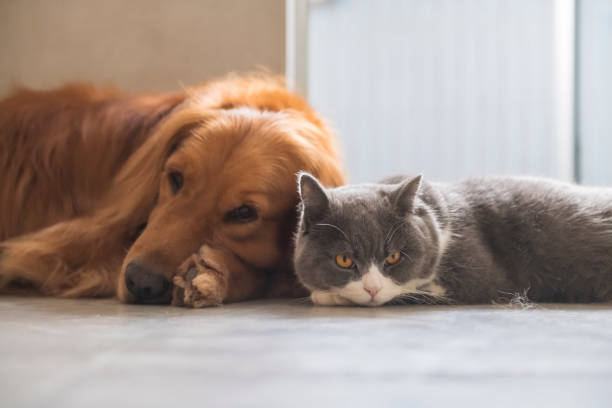 britische kurzhaarige katzen und goldhunde kommen freundschaftlich zurecht - amicably stock-fotos und bilder