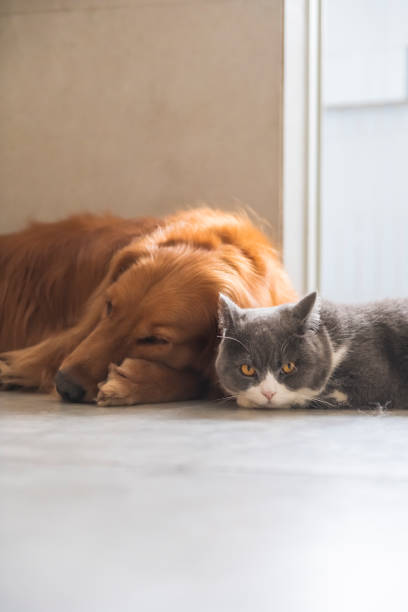 istock British short-haired cats and golden retriever dogs get along amicably 1143024849