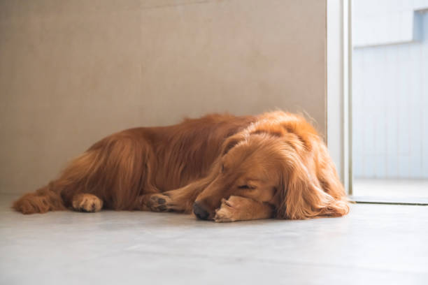istock Golden Retriever Dog lying on the ground 1143024853