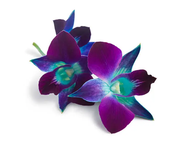 Photo of Blue and purple orchids isolated on white background