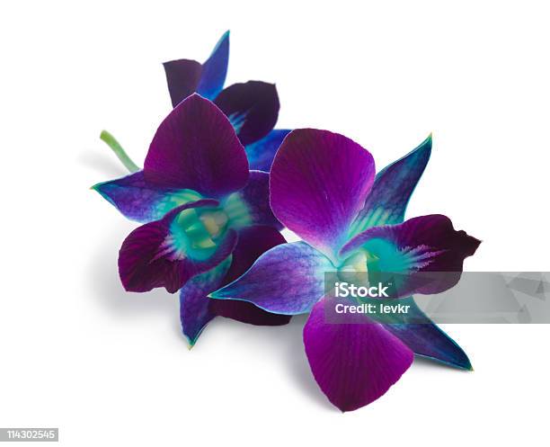 Orquídea - Fotografias de stock e mais imagens de Orquídea - Flor tropical - Orquídea - Flor tropical, Figura para recortar, Roxo