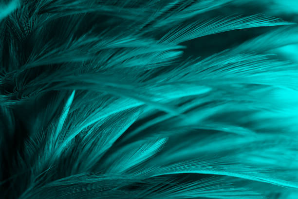 zielony turkusowy kolor vintage trendy tła tekstury pióra kurczaka - feather softness bird macro zdjęcia i obrazy z banku zdjęć