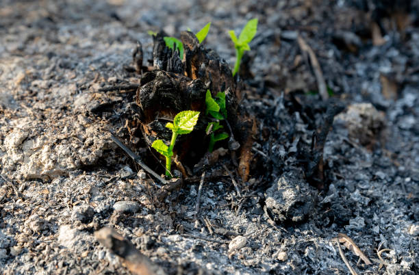 istock Ecology and environment tree growth in the forest area that is burned wildfire 1143027856