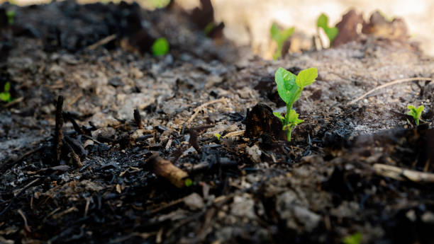 istock Ecology and environment tree growth in the forest area that is burned wildfire 1143027927