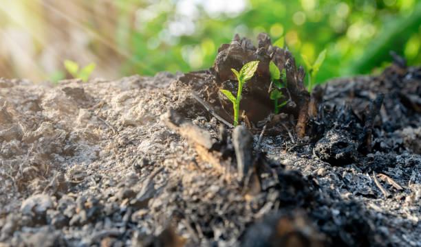 istock Ecology and environment tree growth in the forest area that is burned wildfire 1143027931