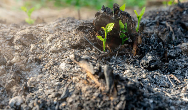 istock Ecology and environment tree growth in the forest area that is burned wildfire 1143028016