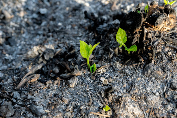 istock Ecology and environment tree growth in the forest area that is burned wildfire 1143028026