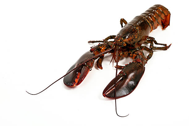 Live Lobster stock photo