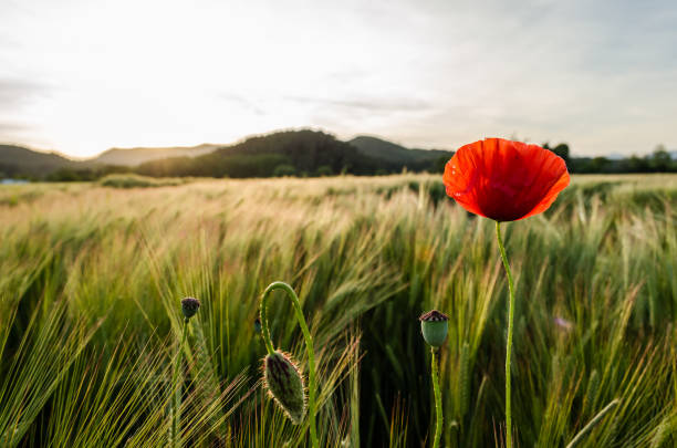 istock Banyoles, Catalonia, Spain 1143029397