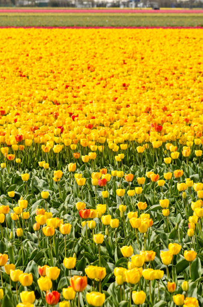 istock Yellow flower field in Holland 1143029595