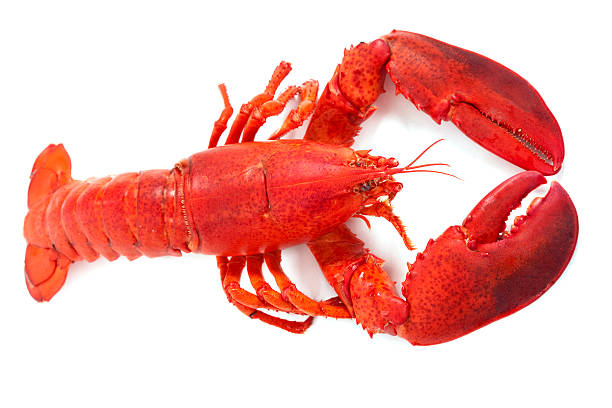 istock Whole Maine Lobster 114302998