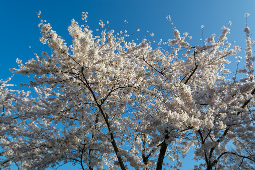 Spring blossom of Japanese white sakura tree, floral background with blue sky