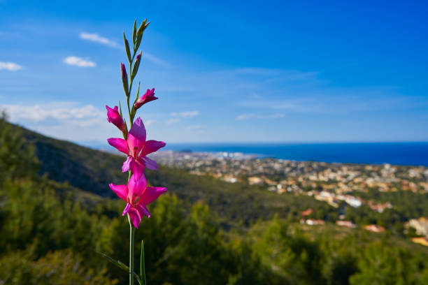 Spring pink flowers in Montgo with Denia skyline overview in Alicante Spain