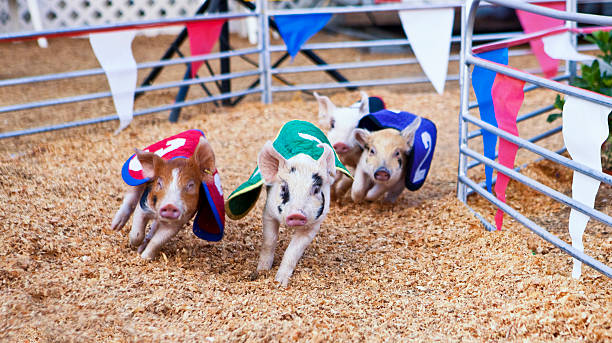 돼지 리우로 - agricultural fair pig competition carnival 뉴스 사진 이미지