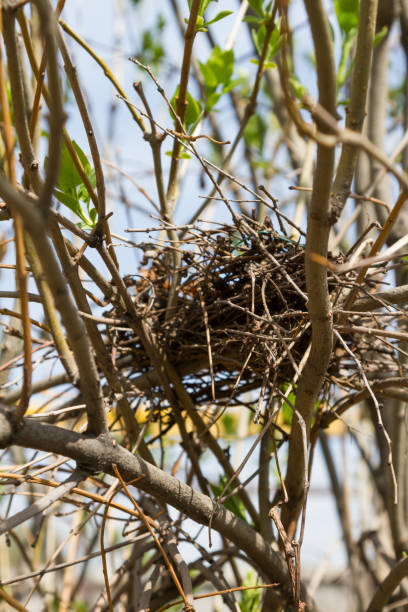 istock nest on the branches of a lilac bush 1143031022
