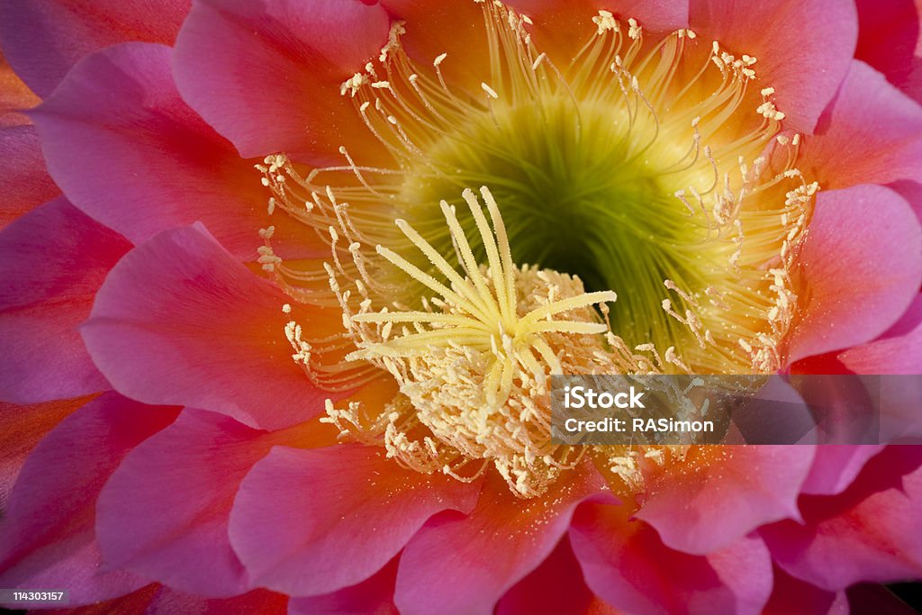 Brillante Fiore di Cactus - Foto stock royalty-free di Bellezza naturale