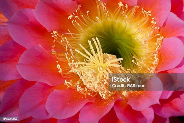 Brillante Fiore Di Cactus - Fotografie stock e altre immagini di Bellezza naturale - Bellezza naturale, Botanica, Cactus