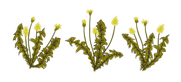 istock Vector illustration dandelions with leaves flower meadow. Summer flower natural season beautiful yellow dandelion. Dandelion vector icon blowing garden botany floral logo 1143033013