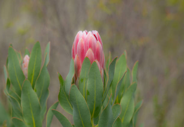 Single King Protea unopened bloom, Protea cynaroides with green leaves, against natural blurred green background. Elgin Ridge, South Africa