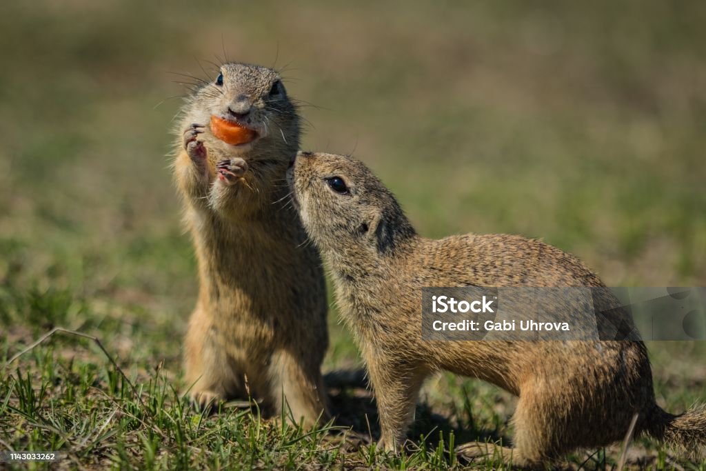 Two small european brown ground squirrels One of the squirrels standing and consuming a piece of orange carrot, second one begging for a bit, sunny spring day at a prairie, blurry green background Agricultural Field Stock Photo