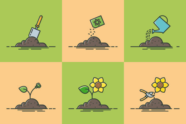 Gardening concept vector illustration Gardening concept. Six steps of growing flowers in the garden. Flat filled outline vector illustration. sow stock illustrations