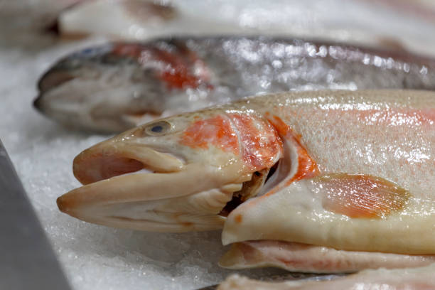 istock Fresh red fish on ice. Fresh salmon trout lying on the ice. 1143036247
