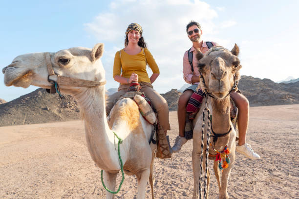 abenteuerliche flitterwochen - journey camel travel desert stock-fotos und bilder