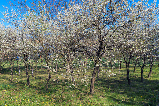Blooming cherry orchard in spring, beautiful springtime morning scene with no people