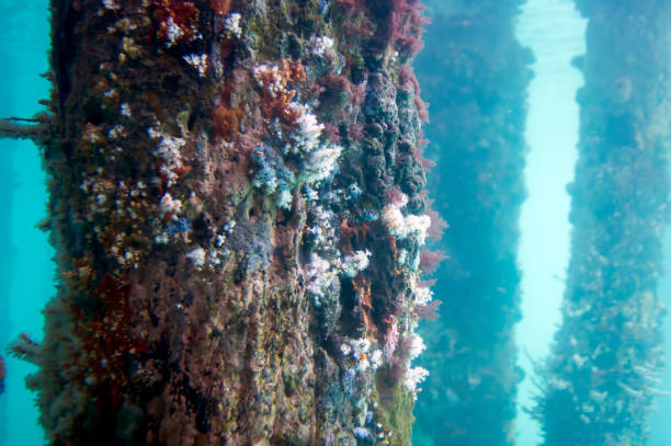 istock Views from the Underwater Observatory, Busselton Jetty, WA, Australia 1143036927