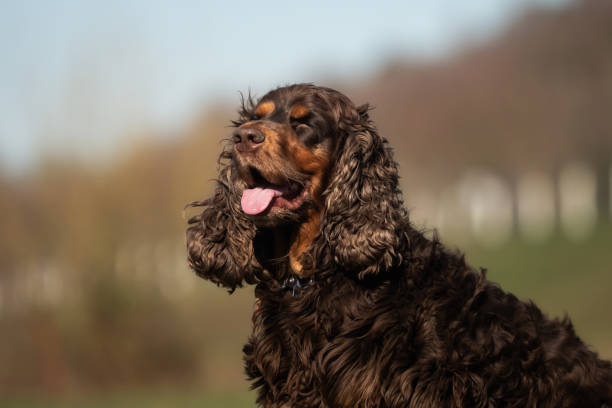 istock A sweet little brown Cocker Spaniel outside 1143036951