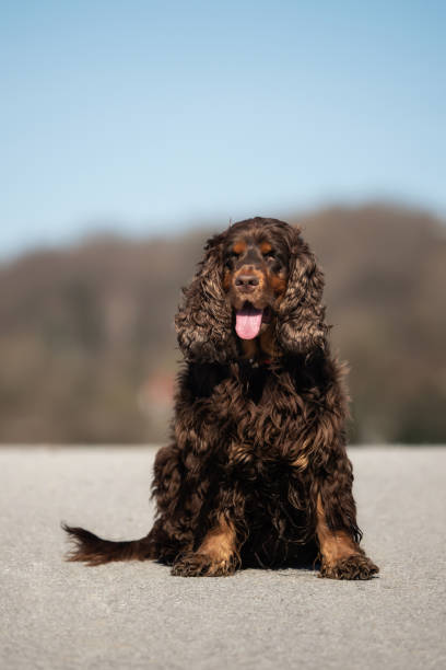 istock A sweet little brown Cocker Spaniel outside 1143037027